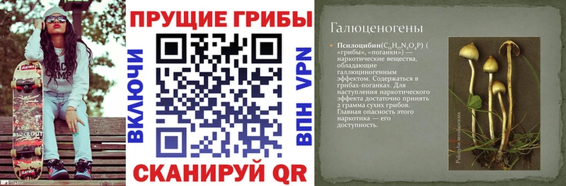 Псилоцибиновые грибы Cubensis  Завитинск 
