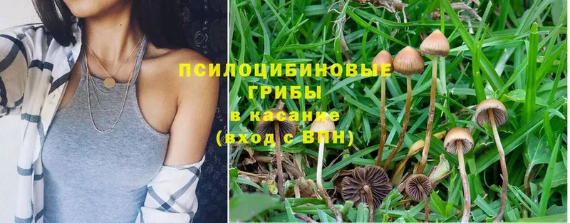 Псилоцибиновые грибы Magic Shrooms  Завитинск 